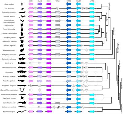 Uncovering a 500 million year old history and evidence of pseudogenization for TLR15